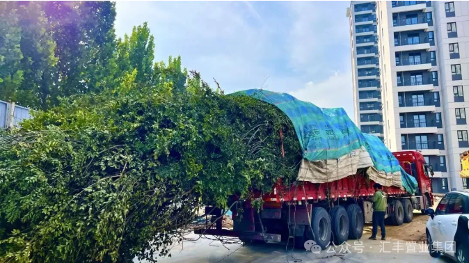 龙湖悦然居 | 第一波景观苗木进场，醉美园林实景加速兑现！