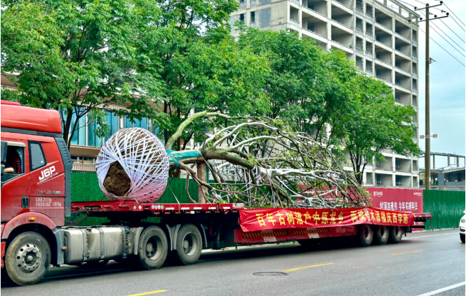 跨越1000多公里，百年朴树落户汇丰·庆西学府！