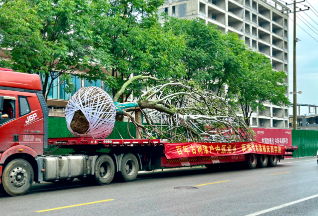 时隔一年，跨越千里的两棵百年朴树，如今怎样了？